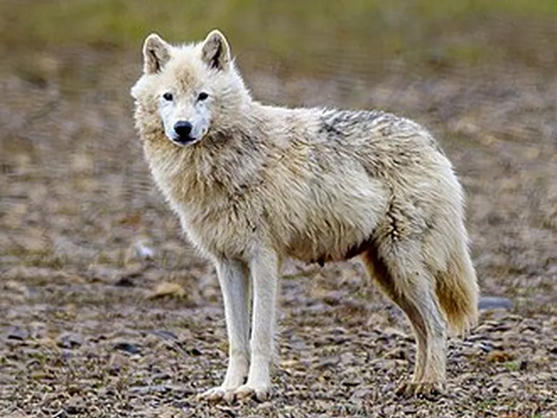 Loup arctique
