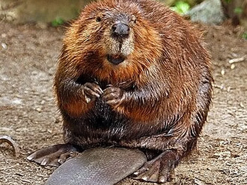 Castor