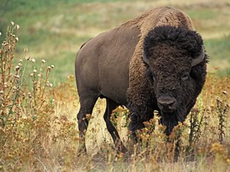Bison