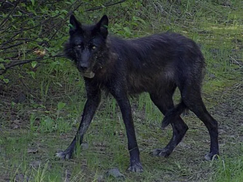 Loup noir