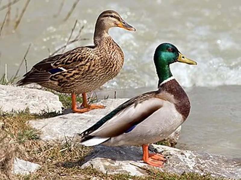 Canard