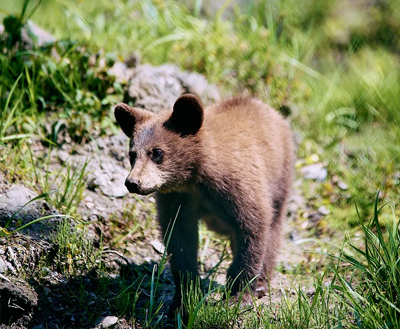 Ourson au Parc Omega pendant la saison des naissances