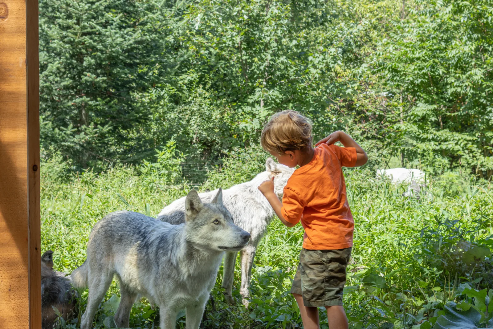 Hébergement en pleine nature au Parc Omega
