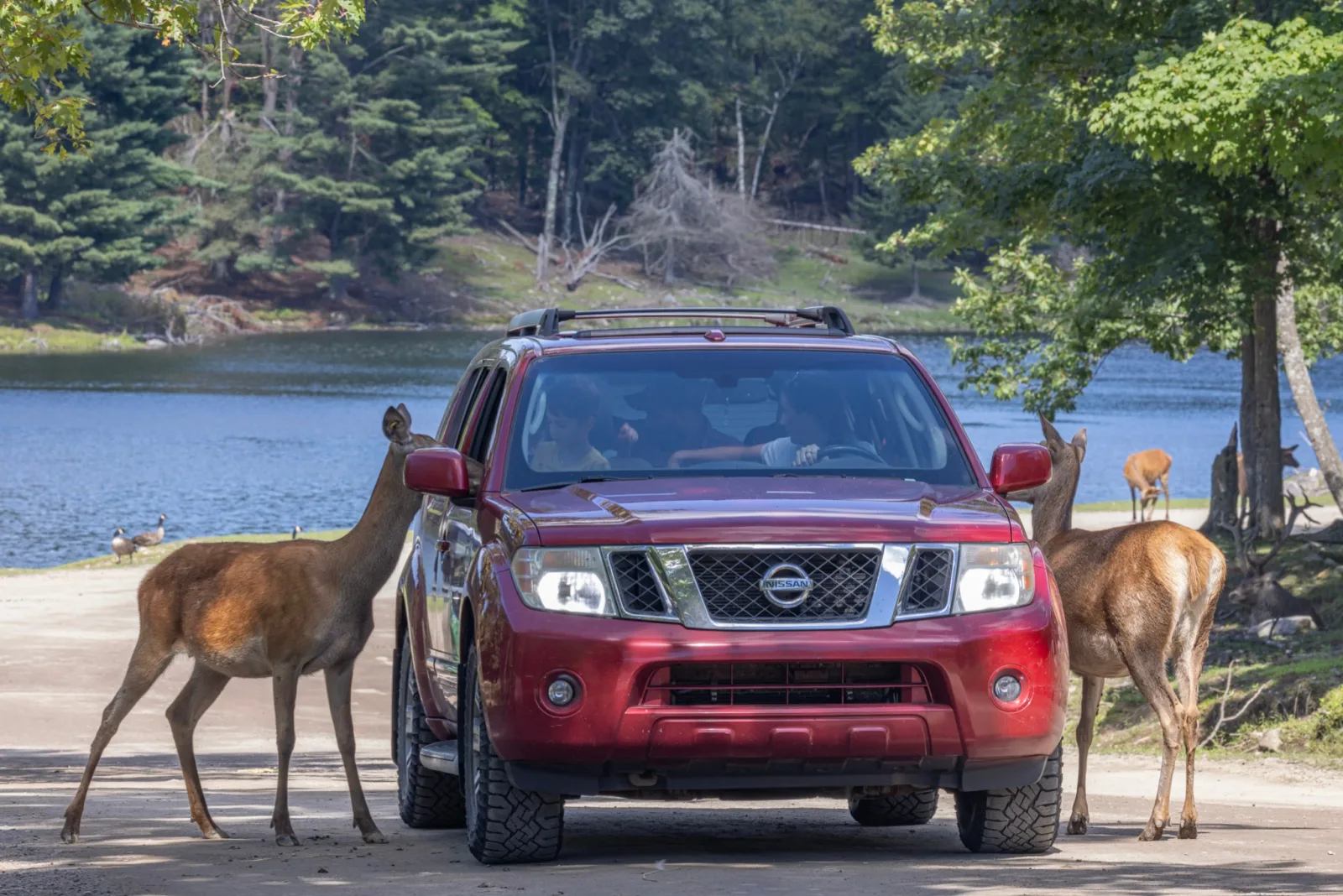Animaux sauvages dans leur habitat au Parc Omega