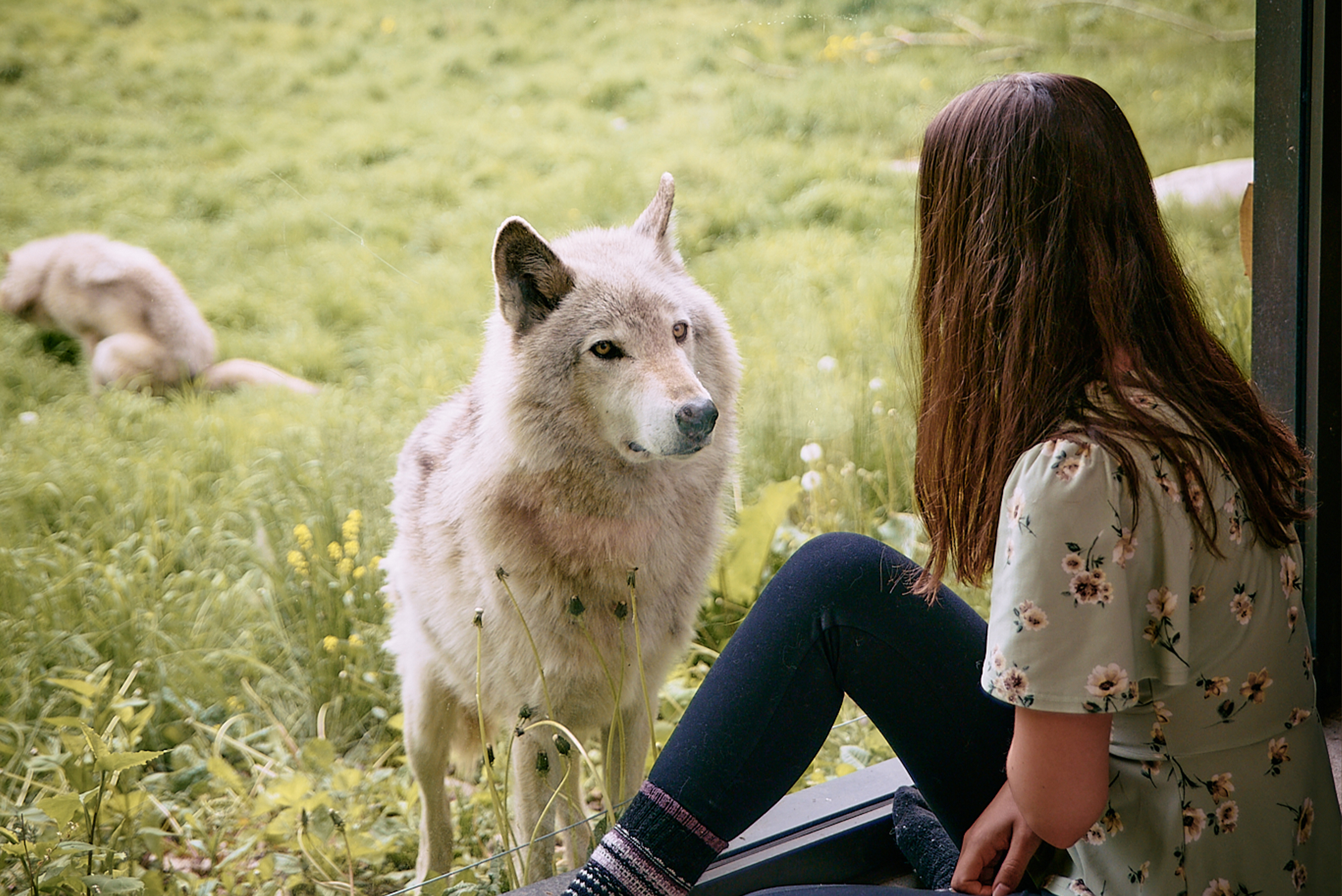 Lodge des loups au Parc Omega